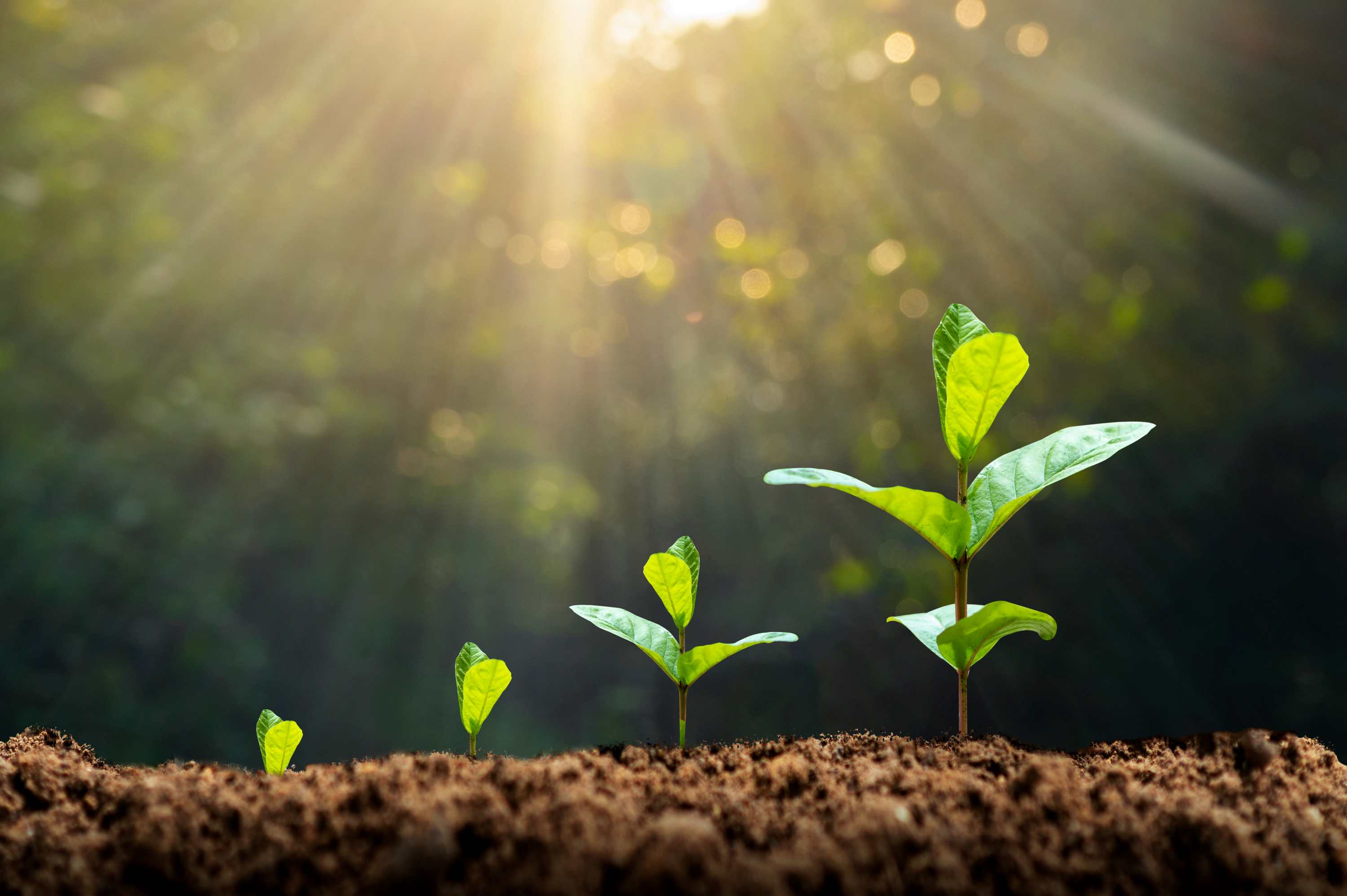 This is an alternative text